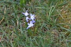 Scilla