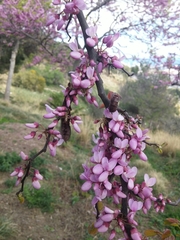Cercis siliquastrum