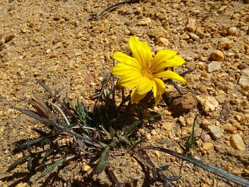 Image of Gazania krebsiana by (c) Thomas Koffel, some rights reserved (CC BY)