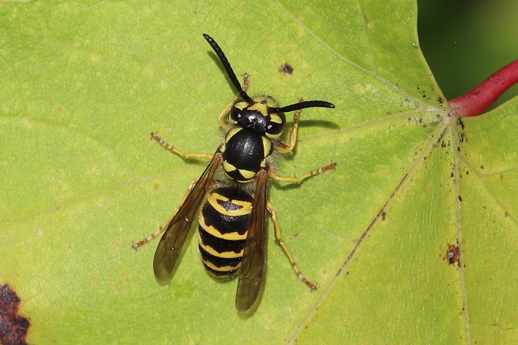 eastern-yellowjacket-from-burke-county-nc-usa-on-october-8-2023-at