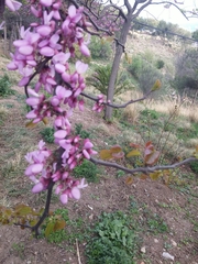 Cercis siliquastrum