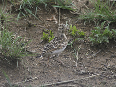 Botha's Lark photo 1