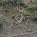 Short-tailed Larks and Allies - Photo (c) Carmelo López Abad, some rights reserved (CC BY-NC), uploaded by Carmelo López Abad