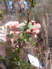 Vaccinium myrsinites