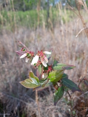 Vaccinium myrsinites