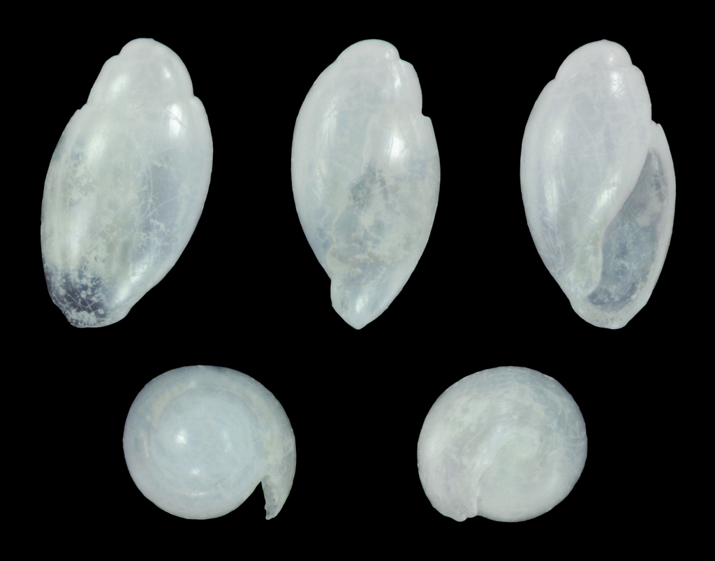 Olivella perplexa