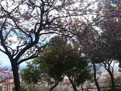 Cercis siliquastrum