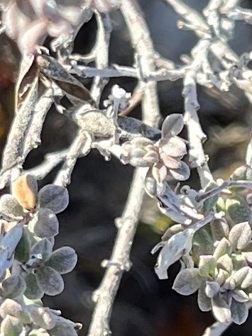Image of Indigofera calcarea by (c) Charleen Brunke, some rights reserved (CC BY)