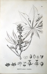 Ricinus communis