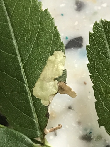 Coleophora rosaefoliella