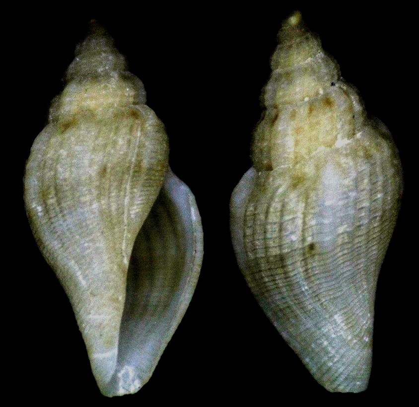 Tenaturris bartlettii