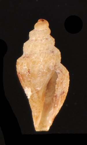 Tenaturris bartlettii