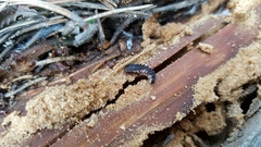 Phosphaenus hemipterus