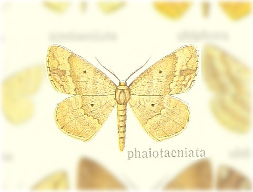 Synegia phaiotaeniata