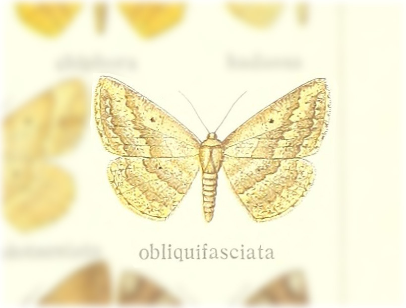 Synegia obliquifasciata