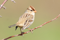 White-Crowned Sparrow photo 4