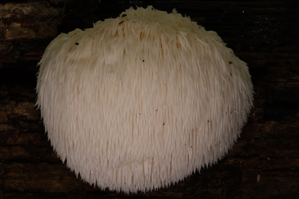 Lion S Mane Mushroom From Fondulac Township IL USA On October 14   Large 