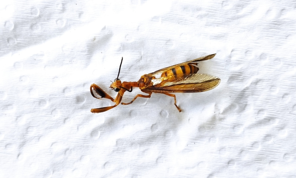 Climaciella duckei