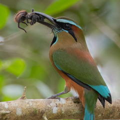 Turquoise-browed Motmot - Photo (c) José Antonio Linage Espinosa, some rights reserved (CC BY-NC), uploaded by José Antonio Linage Espinosa