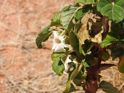 Image of White Djirrie (Rogeria longiflora) by (c) Noeleen du Toit, some rights reserved (CC BY-SA)