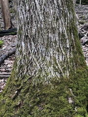 Tilia americana heterophylla