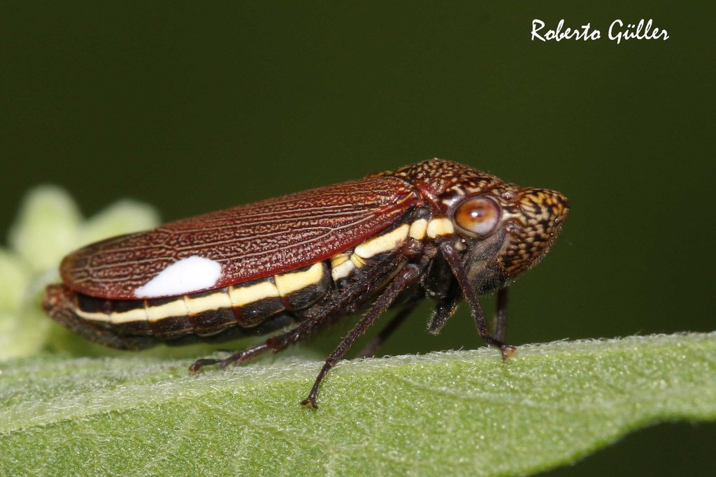 Tapajosa rubromarginata