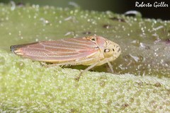 Bucephalogonia xanthophis