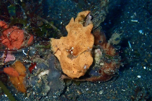 Painted Frogfish
