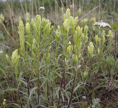 Castilleja pallida yukonis