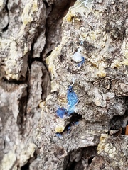 Grosmannia clavigera