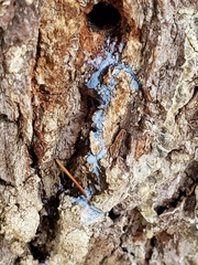 Grosmannia clavigera