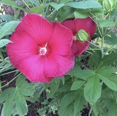 Hibiscus radiatus