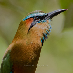 Turquoise-Browed Motmot photo 6