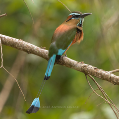 Turquoise-Browed Motmot photo 1