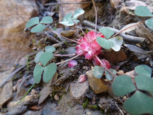 Image of Oxalis pocockiae by (c) Thomas Koffel, some rights reserved (CC BY)
