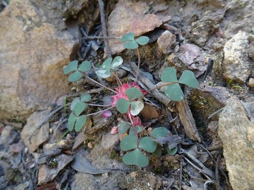Image of Oxalis pocockiae by (c) Thomas Koffel, some rights reserved (CC BY)