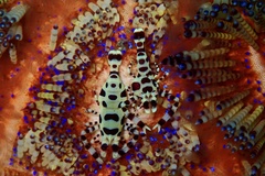 Coleman shrimp