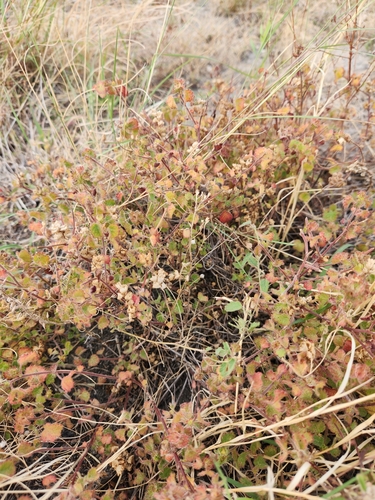 Image of Acalypha monostachya by (c) Jo Roberts, some rights reserved (CC BY)