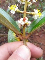 Miconia stenostachya