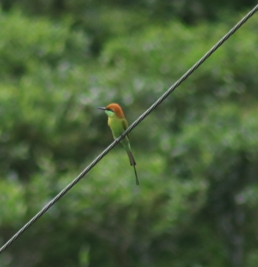 Asian Green Bee-eater