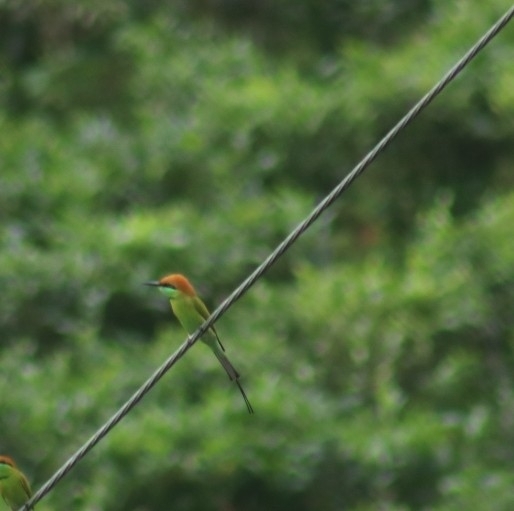 Asian Green Bee-eater