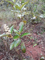 Miconia stenostachya