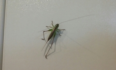 Conocephalus bilineatus