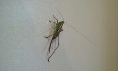 Conocephalus bilineatus