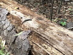 Plestiodon laticeps