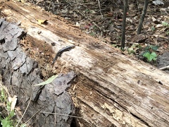 Plestiodon laticeps
