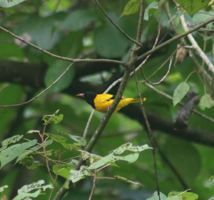 Black-hooded Oriole
