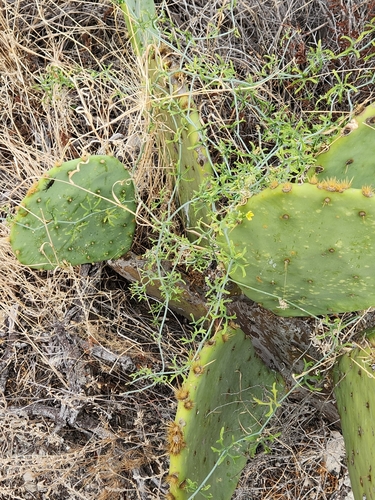 Image of Ibervillea tenuisecta by (c) Jo Roberts, some rights reserved (CC BY)
