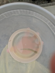 Atherinops affinis