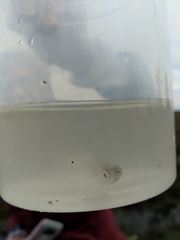Atherinops affinis